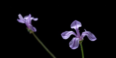 Obraz premium Two delicate lavender flowers with intricate veining bloom against a stark black background, their slender stems reaching upward in a graceful dance.