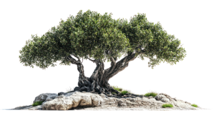 A majestic, twisted tree stands proudly on rocky terrain, showcasing dense, vibrant foliage against a clear backdrop. Nature's beauty captured in a single frame.