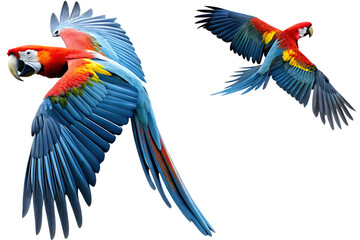 Scarlet macaw parrot flyingisolated on white background PNG,