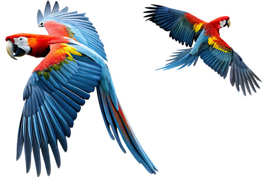 Scarlet macaw parrot flyingisolated on white background PNG,