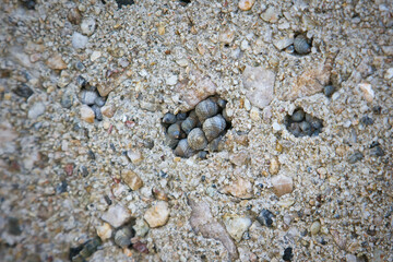 コンクリートに張り付いた沢山のタマキビガイ
