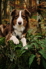 A brown Australian Shepherd lies on stone covered with green moss and ferns in an autumn coniferous forest. Close up portrait of cute dog outside. Nature of Durmitor National park, Montenegro country