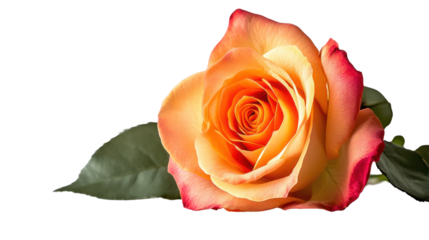 Beautiful orange rose with pink edges showcasing delicate petals and vibrant colors, perfect for floral design, gifts, or romantic gestures.