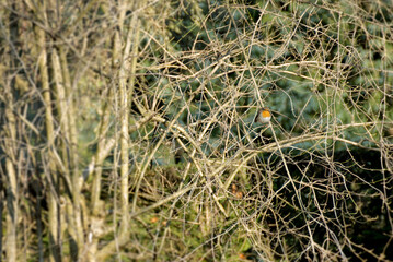 European robin (Erithacus rubecula) sitting on a tree branch in Zurich, Switzerland