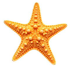 Bright Starfish Sea Creature On Transparent Background
