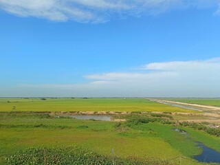 Obraz premium Green rice fields