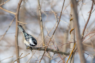 Chickadee (Poecile atricapillus) perching on a tree branch in winter.