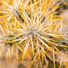 Jumping cholla (Cylindropuntia fulgida) cactus in the desert near Bahia de los Angeles, Baja California Sur, Mexico.