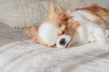 白い毛布の上で眠るチワワの子犬
