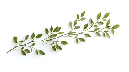 Obraz premium Green Branch with Numerous Small Leaves Isolated on White