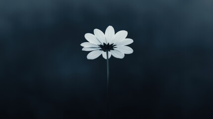 Single white daisy flower with a long stem. the flower is in the center of the image and is facing towards the right side of the frame.