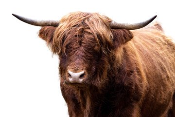 Highland Cow closeup PNG