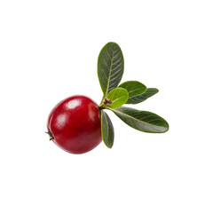 Cranberry with Green Leaves:  A single, ripe cranberry with green leaves, isolated against a clean background.  The vibrant red color and glossy texture create a juicy and tempting visual.