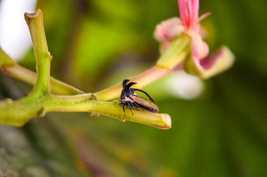 Wild treehoppers are phytophagous insects with a varied host range. Treehoppers can be monophagous, oligophagous or polyphagous.