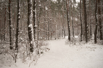 leśna droga,zima  © Marcin Łazarczyk