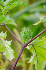 Stramonium plant with leaves and immature fruits, seeds. Datura stramonium.