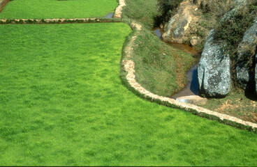 Cultures, riz, Rizi&egrave;re, Antisirab&eacute;. Madagascar
