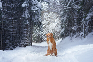 Toller retriever standing together in a snowy forest. The two dogs are surrounded by snow-covered trees, creating a peaceful winter scene.