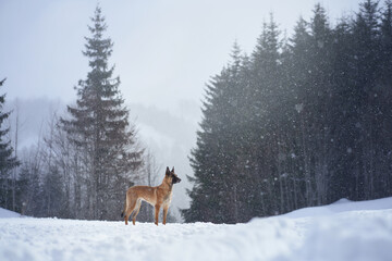 A Malinois dog is seen in a snowy clearing with tall evergreens and distant mountains in the backdrop. The cold, misty winter air creates a peaceful atmosphere around the attentive canine.