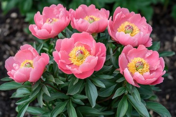 Obraz premium Beautiful Arrangement of Pink Peonies in Full Bloom