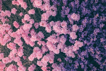 Vibrant Pink and Purple Flower Backdrop