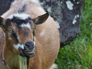 Fototapeta premium OLYMPUS DIGITAL CAMERA