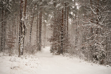 leśna ścieżka,zima  © Marcin Łazarczyk