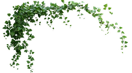 Fototapeta premium A lush, green vine gracefully drapes across the frame, adding a touch of nature's beauty and elegance to any indoor space or garden.