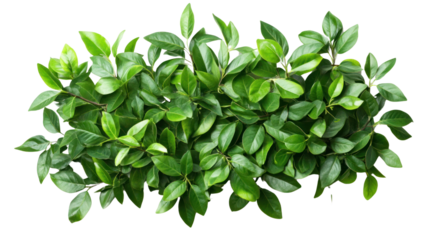 Lush green leaves arranged beautifully, showcasing the vibrancy and diversity of plant life. Ideal for nature lovers and eco-conscious designs.