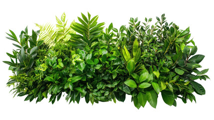 Fototapeta premium A vibrant assortment of lush green leaves showcasing diverse textures and shapes, perfect for nature-themed projects or eco-friendly designs.