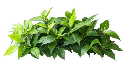 A lush array of vibrant green leaves creating a rich, natural ambiance perfect for enhancing any decor or design. Ideal for nature-themed projects.