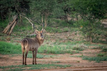 Waterbuck standing in a lush, green African savannah, surrounded by trees and grass in South Africa