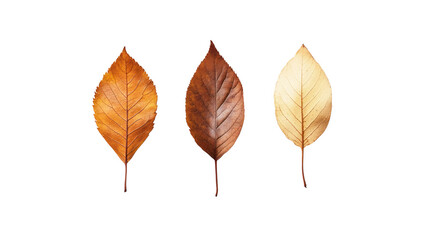 A beautiful display of three leaves showcasing autumn colors, highlighting the transition from vibrant orange to deep brown and soft beige.