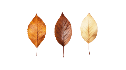 A beautiful display of three leaves showcasing autumn colors, highlighting the transition from vibrant orange to deep brown and soft beige.