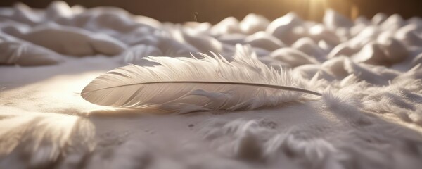 A lone white feather floats gently on a bed of soft downy feathers in the morning sunlight, light dance, morning sun