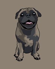 Cute pug dog on a brown background
