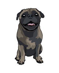 Cute pug dog  - png