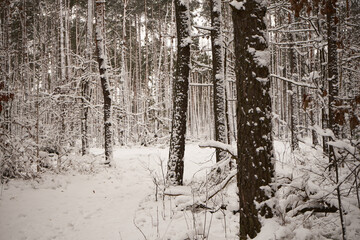 leśna ścieżka,zima  © Marcin Łazarczyk