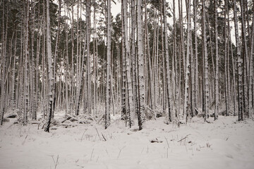leśna droga,zima  © Marcin Łazarczyk