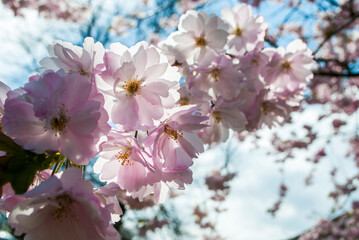 Fototapeta premium Blossoms 3