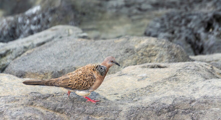 Close-Up of a Spotted Dove Standing on a Rock Surface