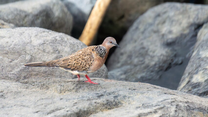 Close-Up of a Speckled Dove Standing on Rock Surface Outdoors