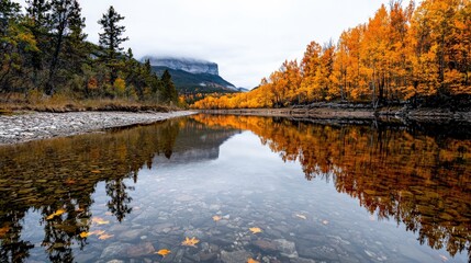 Fototapeta premium A tranquil river bend reflecting the colors of autumn, with golden leaves and still waters
