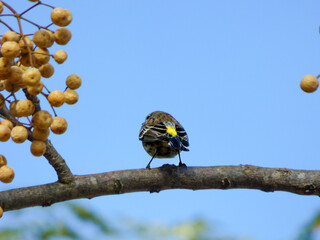 Audubon's warbler