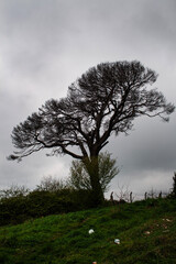 tree on the hill