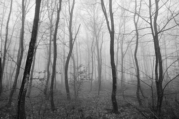 fog in the forest