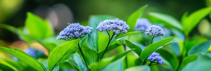 Obraz premium Blue Flower Cluster in Lush Greenery - Vibrant blue flowers clustered together, surrounded by bright green leaves. A close-up shot showcasing the beauty of nature.