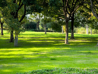 Tranquil Green Landscape with Sunlit Shadows from Trees