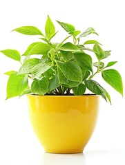 Green Plant in Yellow Pot: A vibrant green plant with lush leaves thrives in a cheerful yellow pot, representing the beauty of nature and the joy of indoor greenery.
