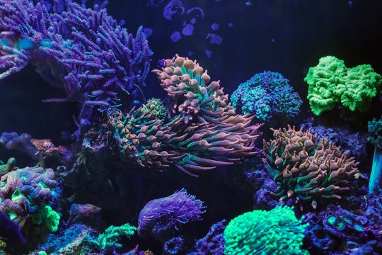 Entacmaea quadricolor, Caulastraea curvata, Euphyllia divisa lps coral, fluorescent bubble tip anemone animal frag, live rock hardscape, reef marine aquascape, aquafarming hobby, underwater wildlife
